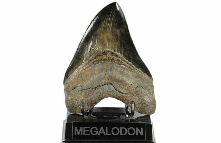 Serrated, Fossil Megalodon Tooth - Collector Quality #119383